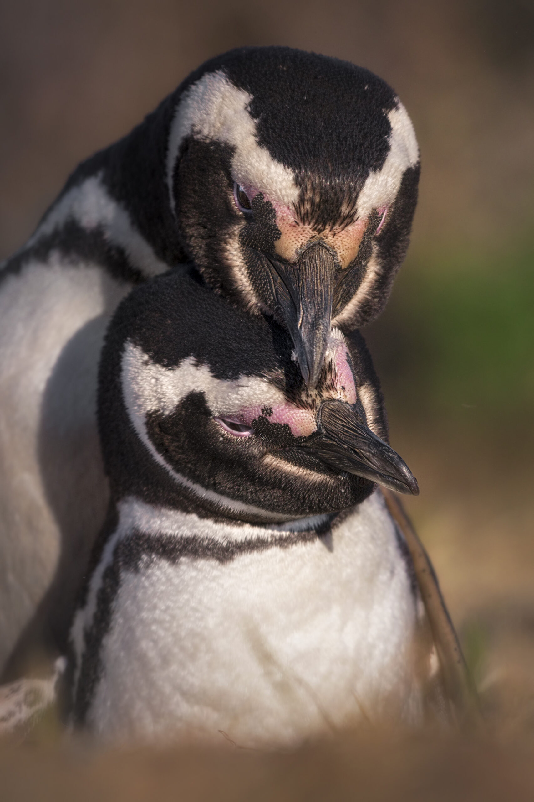 Fauna marina patagónica